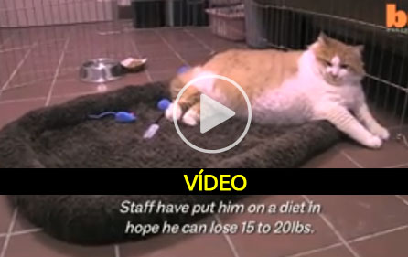 O gato mais gordo de sempre - video